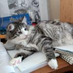 Image of Arran's grey and white striped cat